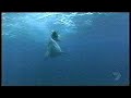 Mako Shark The fastest Fish In the Sea Impressive Mako Shark The fastest Fish In the Sea Impressive