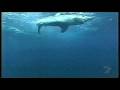 Mako Shark A Serous Hunting Machine