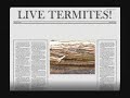 i've been getting a lot of questions about our situation, so i'll elaborate a little more.  this video is a short description of some of the termite damage we found when we started fixing up our house we bought in may.  our realtor knew that there were active termites but never told us.  then, she didn't even show up at the closing.. hmmm..wonder why?  

as for the termite company - well, i've come to find that they had conflicting reports concerning infested areas and treated areas of the house.  i had to get the dept. of ag after them before they'd treat the house right!

needless to say, we tried to find some way to make the parties involved liable, but apparently we signed all of our rights away at the closing and it'll be too costly and take too long to go to court.  lucky suckers.  gotta love the fine print. 

thank you for viewing our video!  we really appreciate your support.