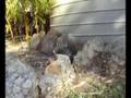 videos de Berg Basher