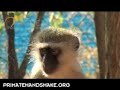 13/08/08: Arriving at the Vervet Monkey Foundation