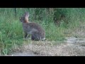 Mit Speck fängt man Mäuse, mit Mohrrüben Kaninchen, с морковь кролик поймать
