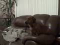 Armchair Lilly