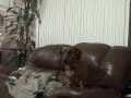 Armchair Lilly