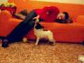 Bulldog Francés video