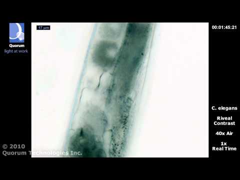 how to dissolve over dried rna