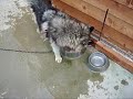 Siberian husky - \"I want a big bathtub, please ...\" Siberian husky - \"I want a big bathtub, please ...\"