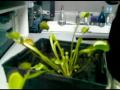venus flytrap plant