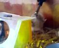 Hamster