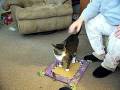videos de Taylor can FETCH!!