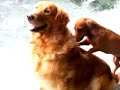 Dog Scratches Another Dog\