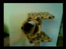 Cat Movie - Having fun!