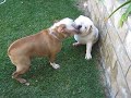Marley & Gus \"best friends\"