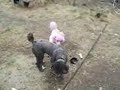 Click here to watch this video Pink & White & Grey Poodles and a Big Brown Cocker.wmv