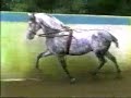 Caballo de alta escuela