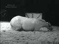 Caballo de alta escuela