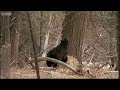 Exposed on the Flats - Big Sky Bears - BBC