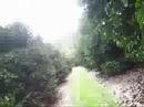 Mangofarm