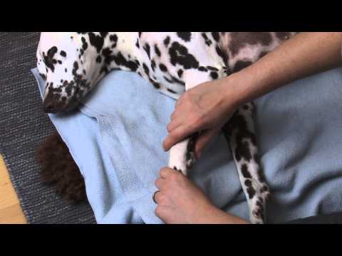 Physiotherapie Hund: Gelenke mobilisieren