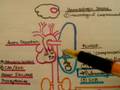 Cardiac Pharmacology