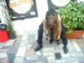 Gwydion's Groupie Dog
