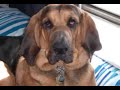colby-mclovin-bloodhound-dog.html