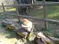 Vogel & Affenpark Eckenhagen Affen Zoo 3