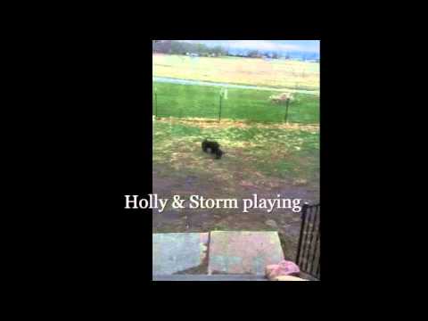 Holly and Storm playing