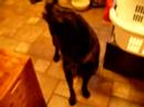 Marty Howls