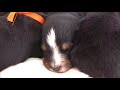 Bernese Mountain Dog Carmencita puppies May 19.