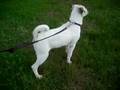 videos de Chopper :D