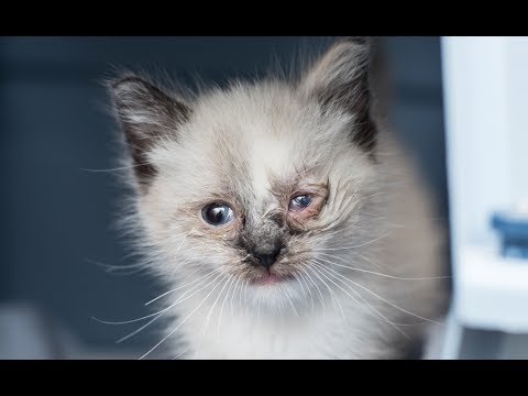Treating an Eye Infection in a Kitten
