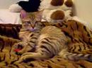 Tiger Tiger