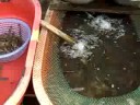 Prawns trying to escape the pot