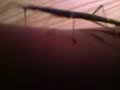 My stick insect climbing