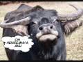 buduh punya kambing by unknown
