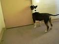 Bull Terrier Miniatura video