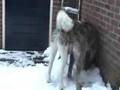 Akita Inu video