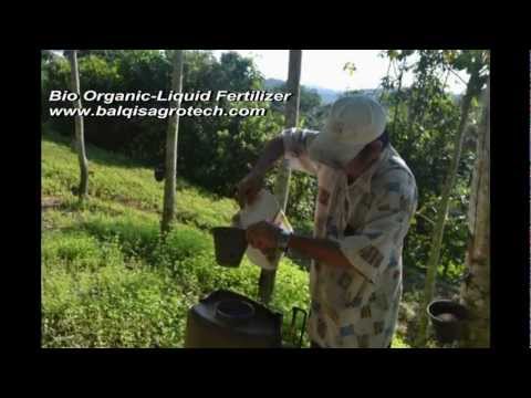 how to fertilize rubber trees