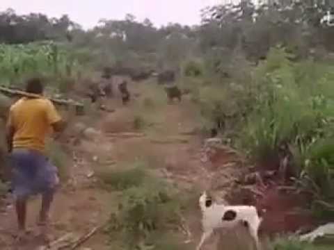 Caçador valente enfrenta porcos do mato. Vara contra vara ;)
