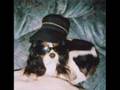 videos de Slash Puppy Perry-I Kissed A Niggi
