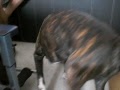BULL TERRIER piña