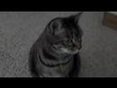Flip Video Ultra 60 Test