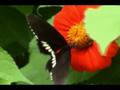 videos de butterfly ^^