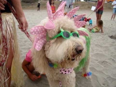Decenas de perros compitieron en un concurso de surf en California