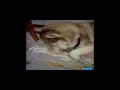 眠りイヌ動画