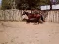 2yo Blazing Hot colt 2yo Blazing Hot colt