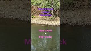 Baby ducks #shorts #viral #short #like #subscribe #youtubeshorts #duck #baby #nature #shortvideo by Puffin Pete