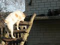Checking ladder...