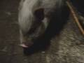 Minipigs - Borsti, Mausi und Truffel